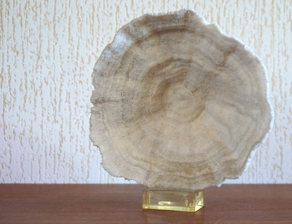 Halomitra Pileus koraal, Ophalen, Overige typen