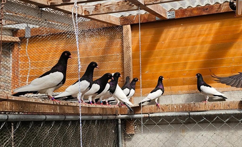 Pigeons pies, Sexe inconnu