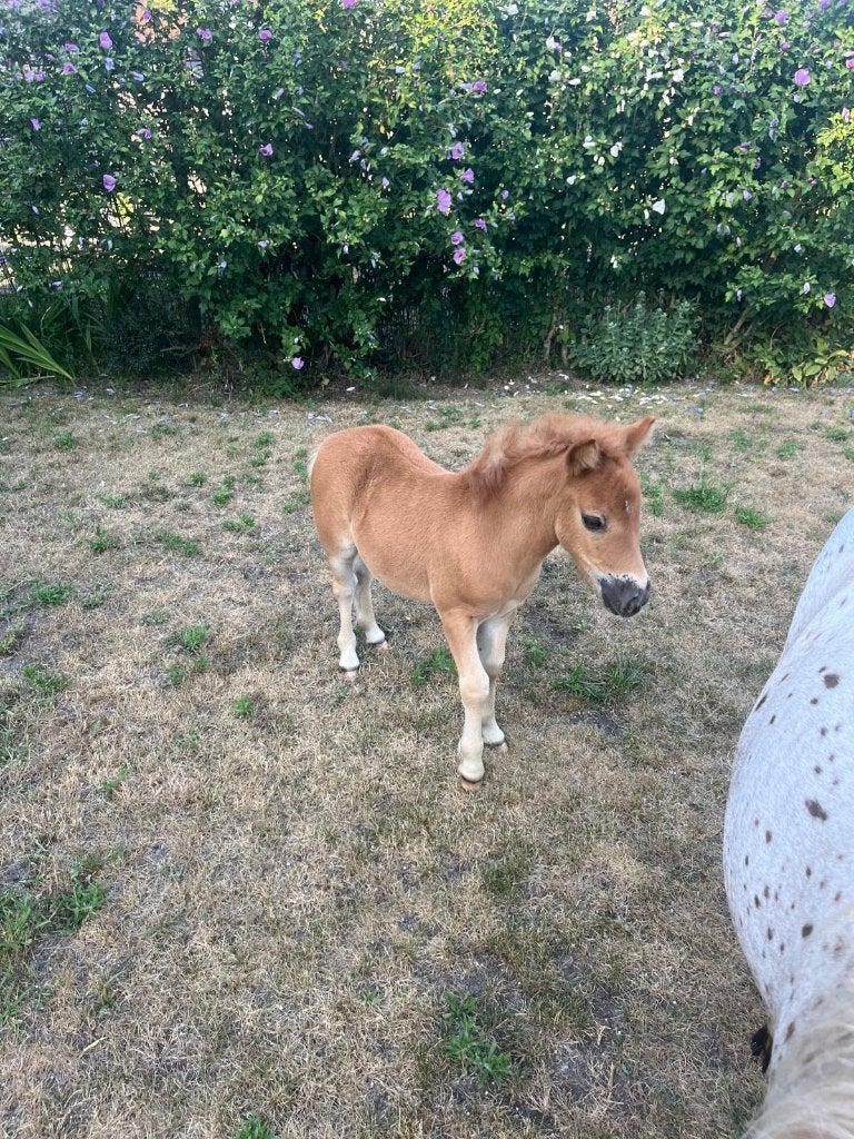 Shetlander merrieveulen te koop, Dieren en Toebehoren, Niet van toepassing, 0 tot 2 jaar, A pony (tot 1.17m), Recreatiepony