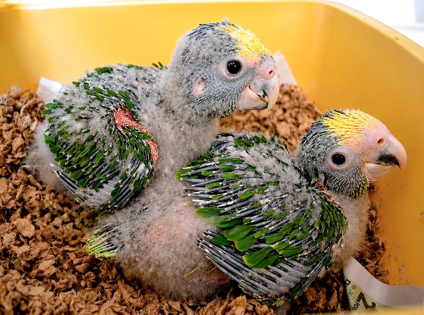 Amazon Double Yellowhead | Bébé Oratrix, Plusieurs animaux, Perroquet, Parleur