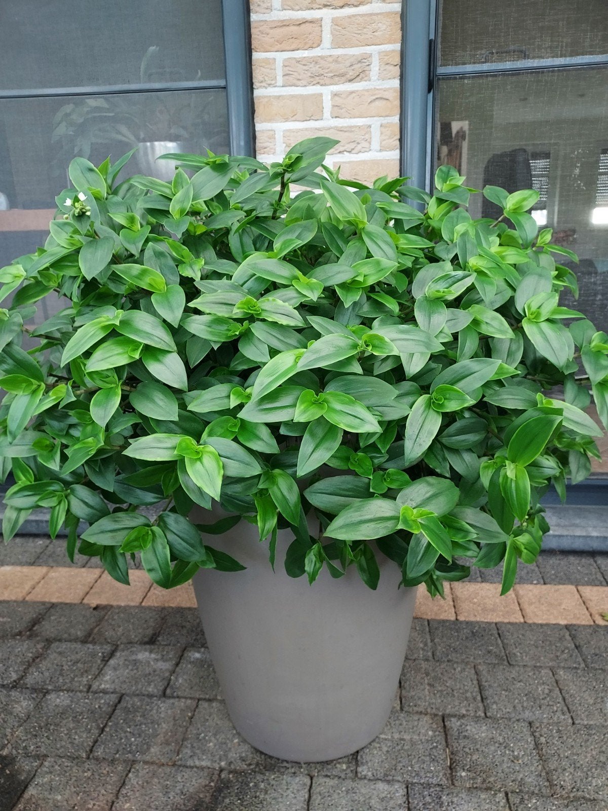 Pot & plant, Enlèvement