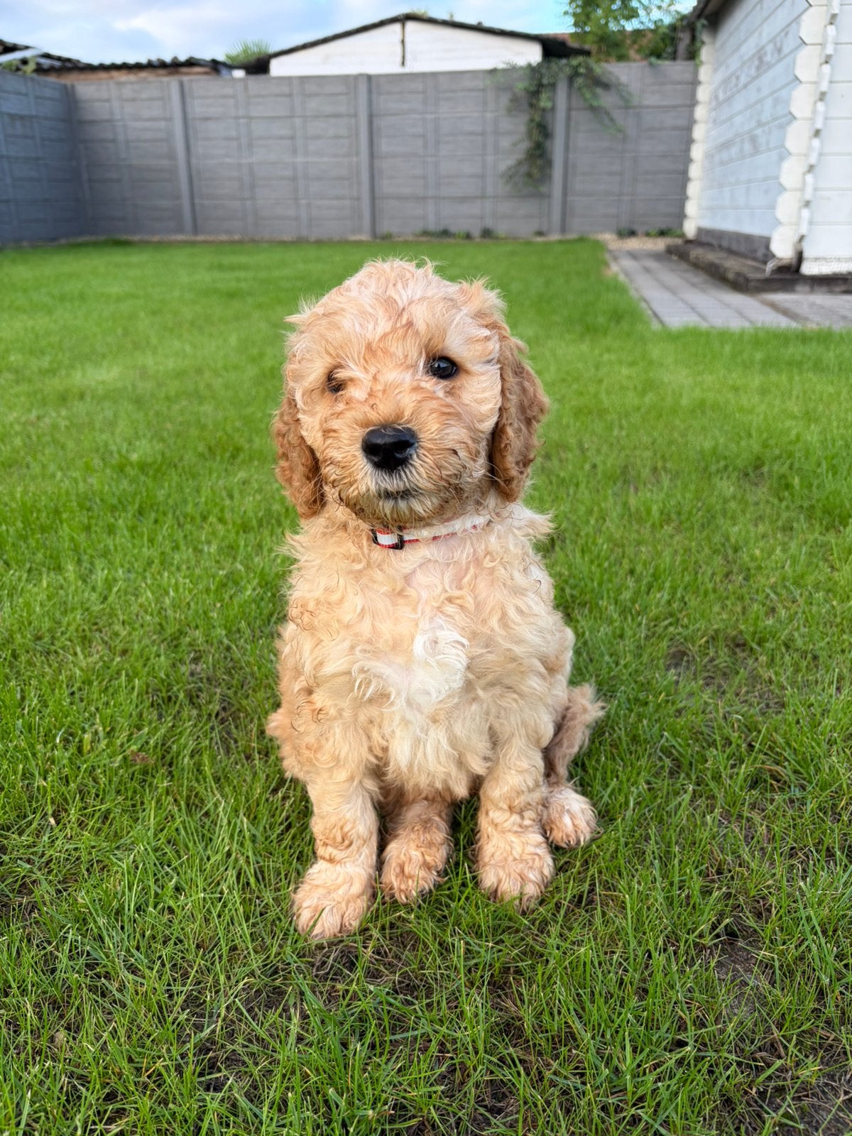 Prachtige labradoodle pup, Maladie de Carré (chiens), Particulier, Chien (mâle), Autres races