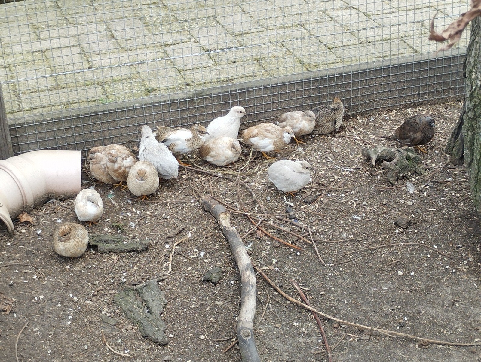 Jonge Chinese dwergkwartels in allerlei kleuren