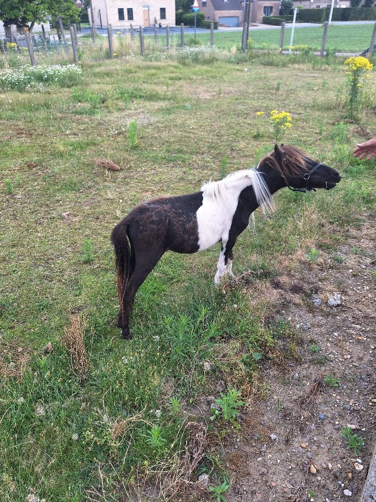 mini paardje, Dieren en Toebehoren, Hengst, Gechipt
