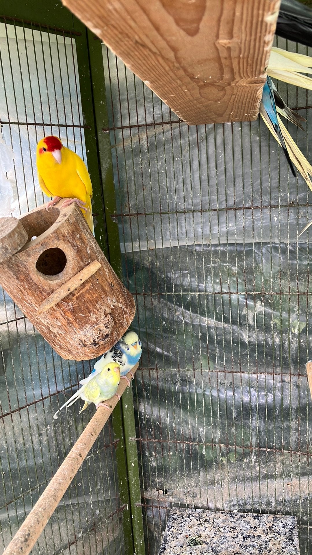 TAMME EN HALF TAMME VOGELS: GRASPARKIET- VALKPARKIET-KAKARKI, Dieren en Toebehoren, Meerdere dieren, Papegaai, Tam