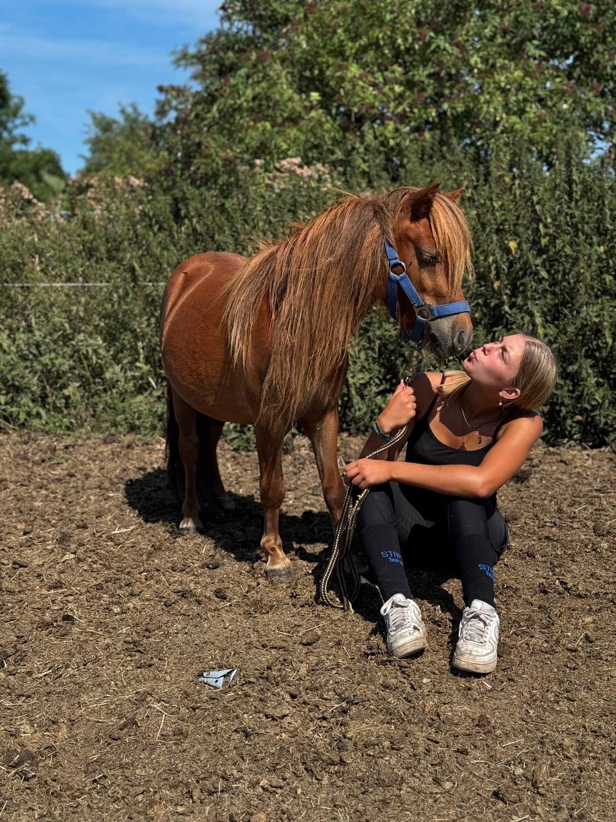 SUPER KNAP EN SUPER LIEF NSPS SHETLANDER RUIN**, Dieren en Toebehoren, Paarden, Ruin