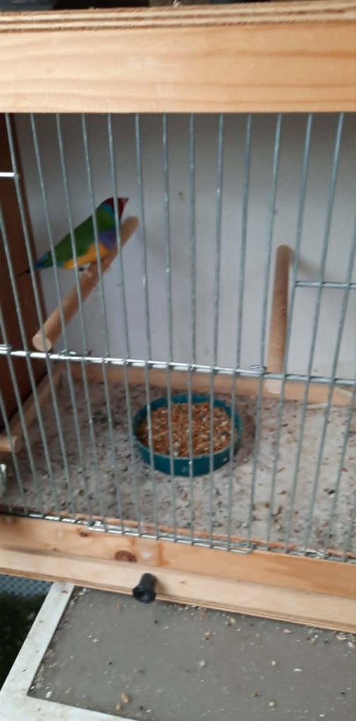 vogels, Dieren en Toebehoren