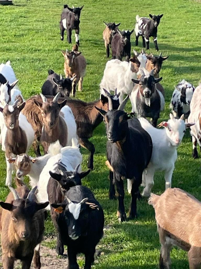 Dwerggeitjes, Plusieurs animaux, Chèvre, 0 à 2 ans