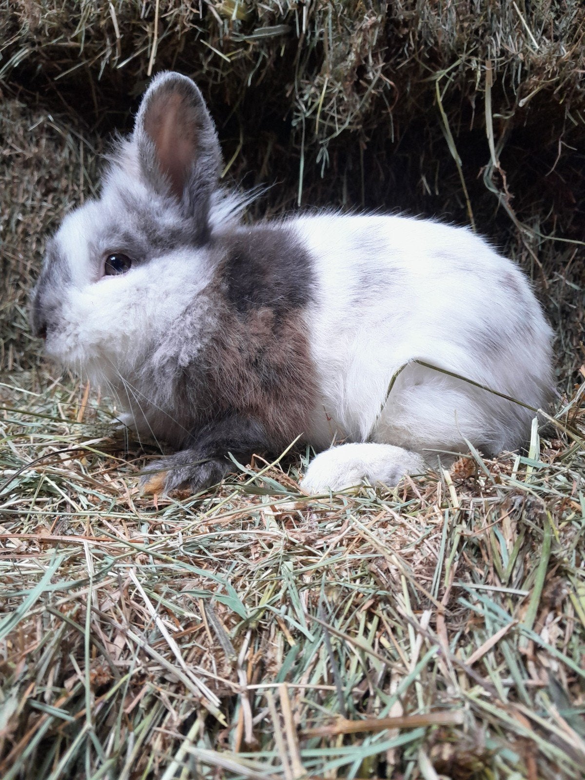 dwergkonijntjes, Dieren en Toebehoren, Konijnen, Meerdere dieren, Dwerg, 0 tot 2 jaar