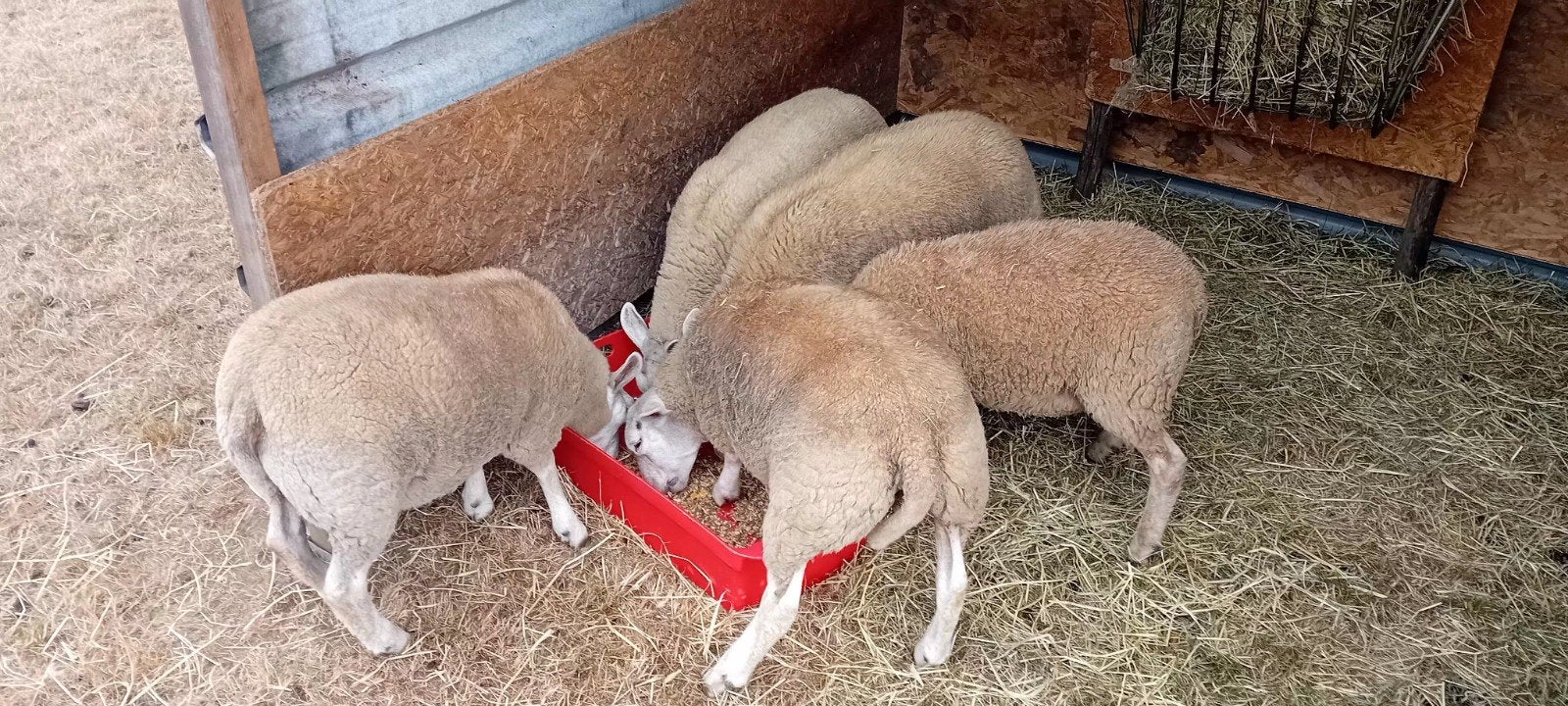 lam, Mars, Plusieurs animaux