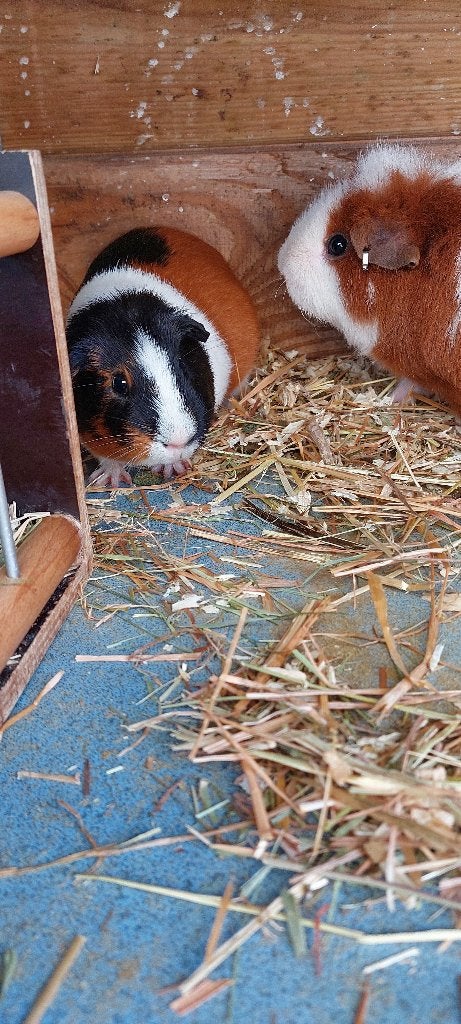 Cavia beertje, Cavia, Augustus, Mannelijk, Tam