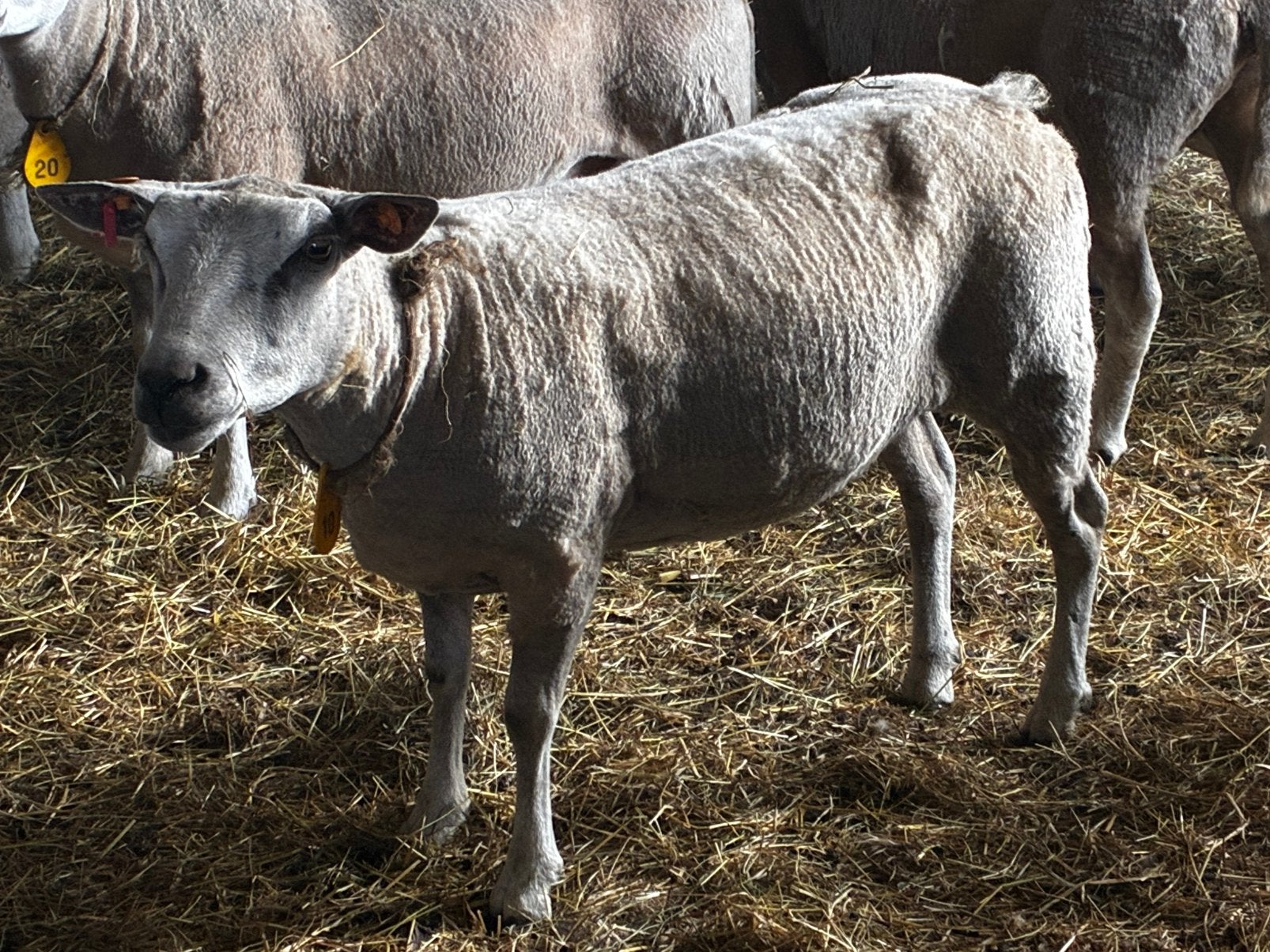 Grote ooien te koop, Dieren en Toebehoren, Vrouwelijk, Schaap, 3 tot 5 jaar