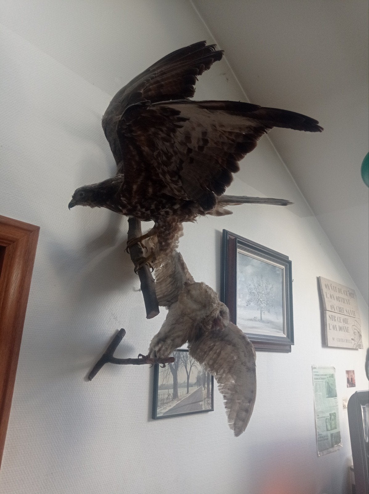 Taxidermie buse variable et chouette effraie