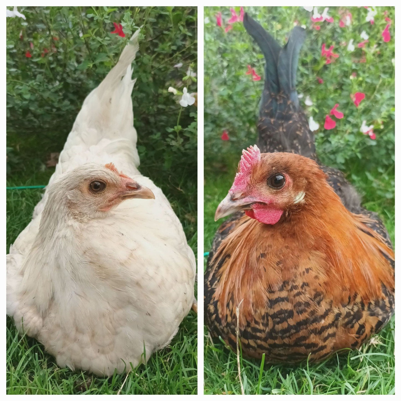 Jonge kippen te koop., Dieren en Toebehoren, Pluimvee, Meerdere dieren, Kip