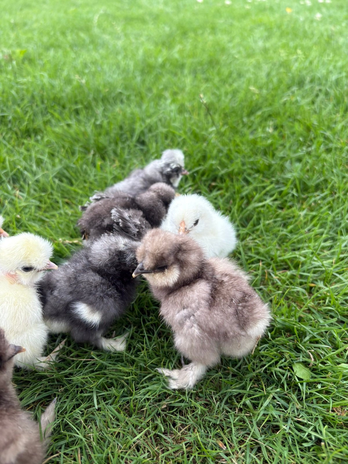 Usa zijdehoen kuikens, Sexe inconnu, Poule ou poulet