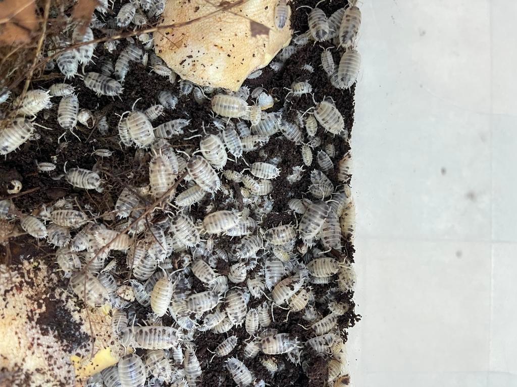 Porcellio laevis ‘dairy cow’ pissebedden, Dieren en Toebehoren, Reptielen en Amfibieën, Amfibie