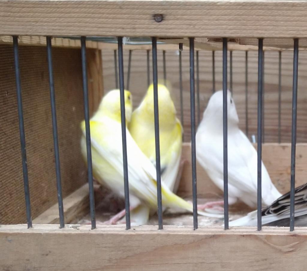 3 kanaries van 2025, Dieren en Toebehoren, Vogels | Kanaries, Mannelijk, Zangkanarie