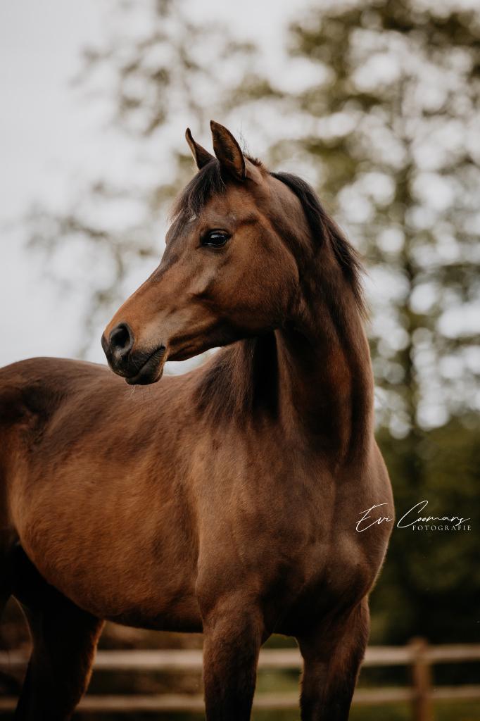 Liefste Arabische volbloed ruin, Dieren en Toebehoren, Paarden, Minder dan 160 cm, B, Ruin, 7 tot 10 jaar