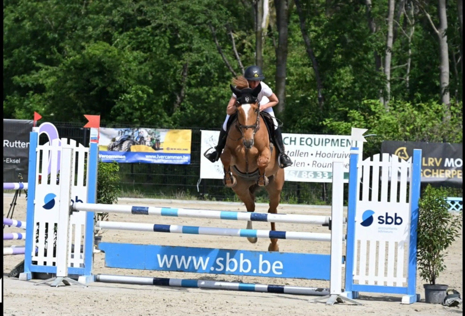 6 jarige springmerrie, Dieren en Toebehoren, Paarden, Merrie, Springpaard, Met stamboom, L