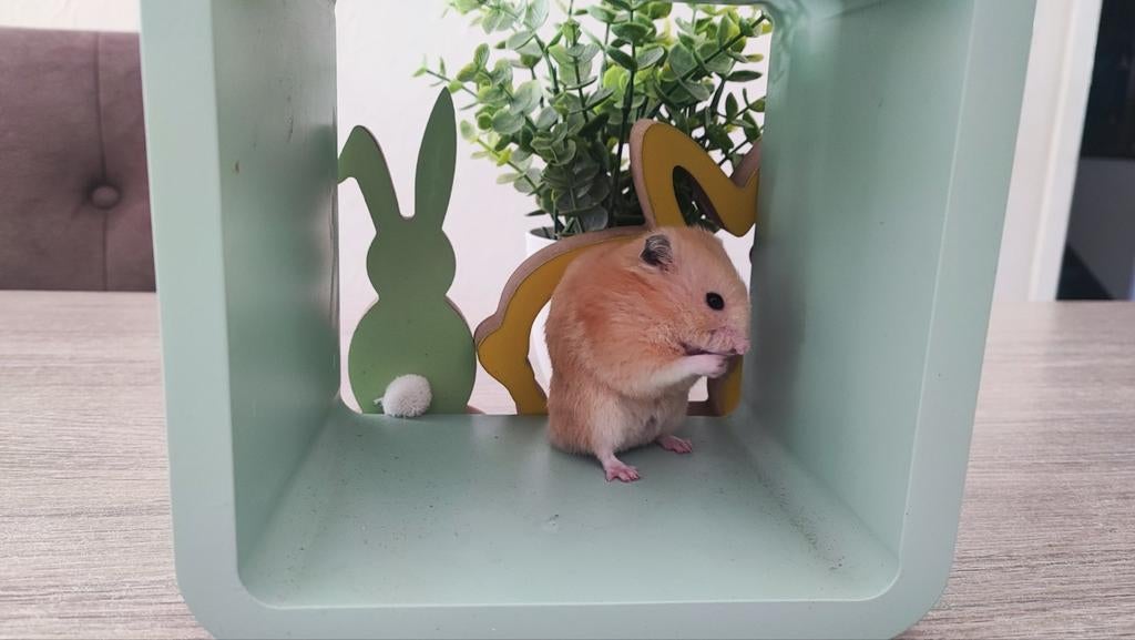 Gold Hamster, Hamster, Mâle, Domestique, Janvier