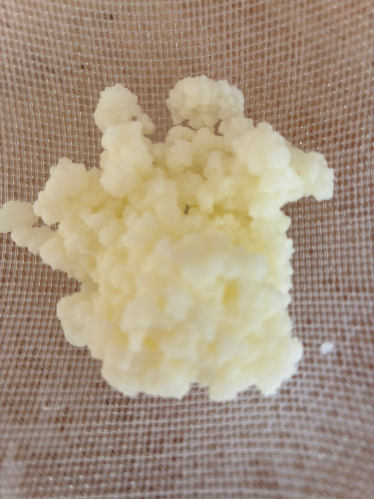 Melkkefir bloempjes, Diversen, Levensmiddelen, Ophalen