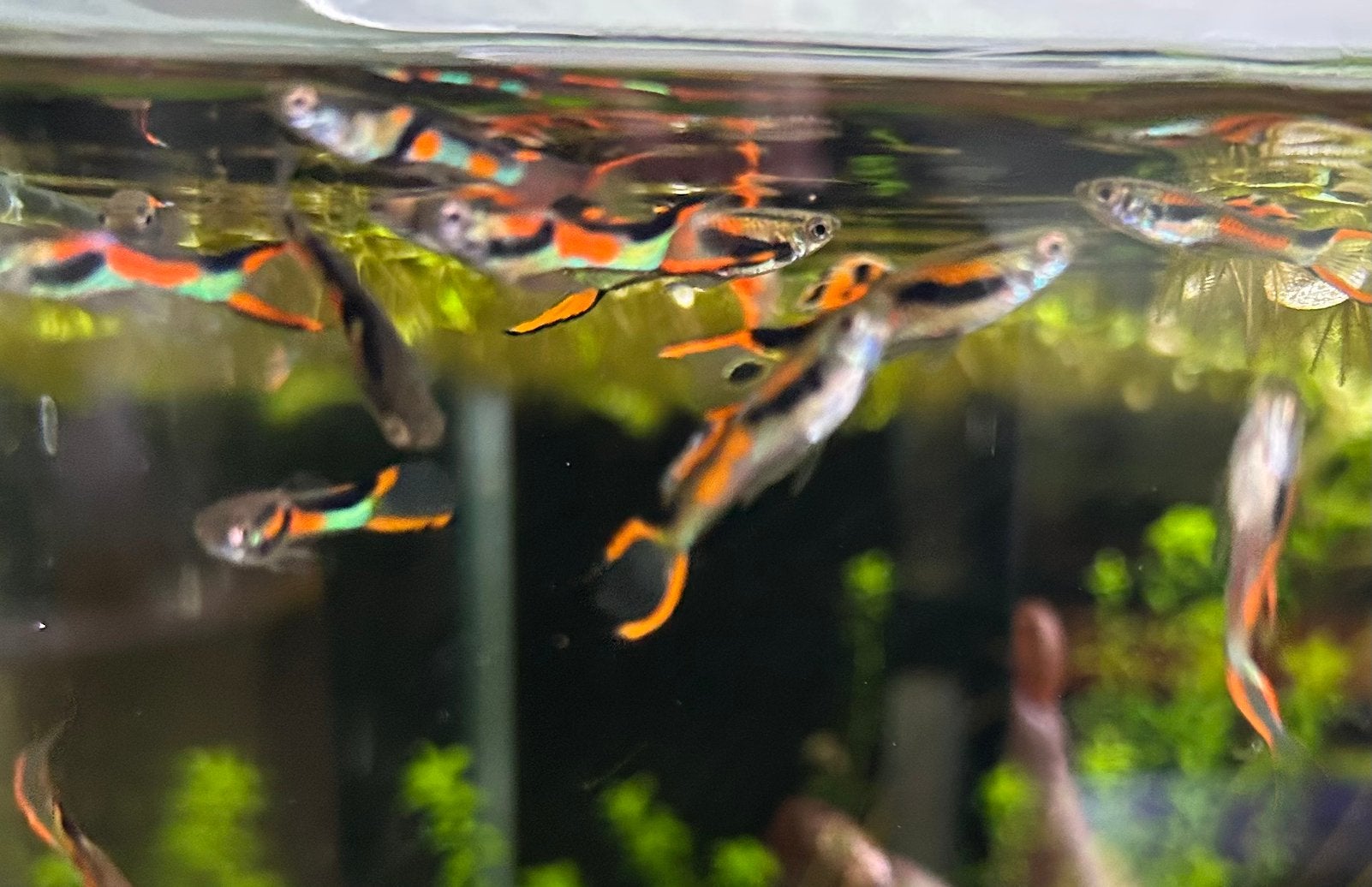 Endler guppy’s, Animaux & Accessoires, Poissons | Poissons d'aquarium