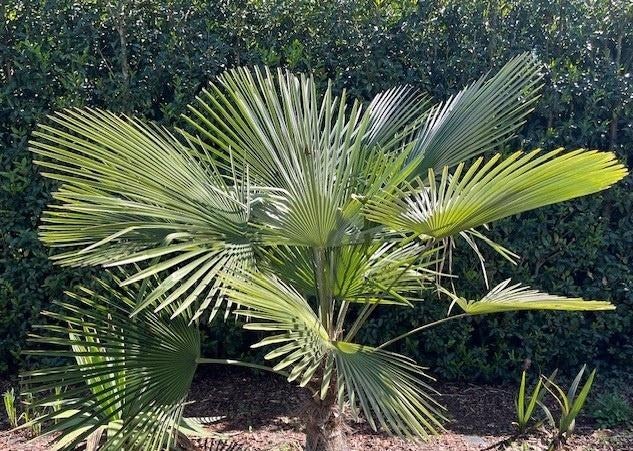 Trachycarpus princeps x wagnerianus, Tuin en Terras, Planten | Bomen, Ophalen of Verzenden, Lente, Minder dan 100 cm, Palmboom