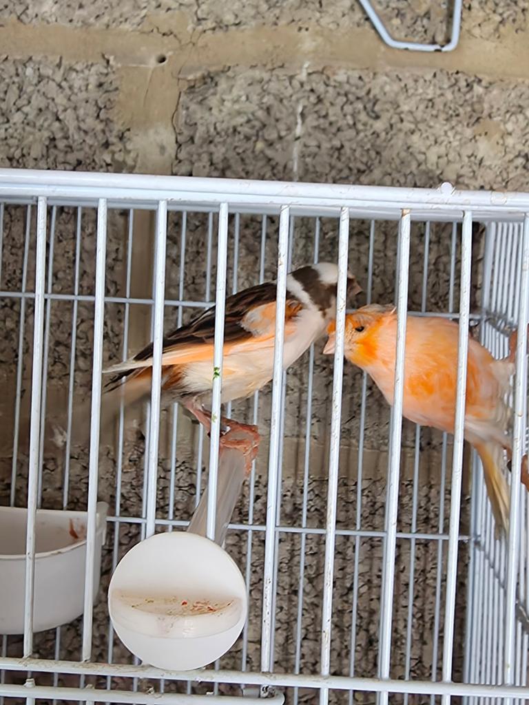 Kanarie koppel legt eieren en heeft ook nog koppels, Dieren en Toebehoren, Vogels | Kanaries