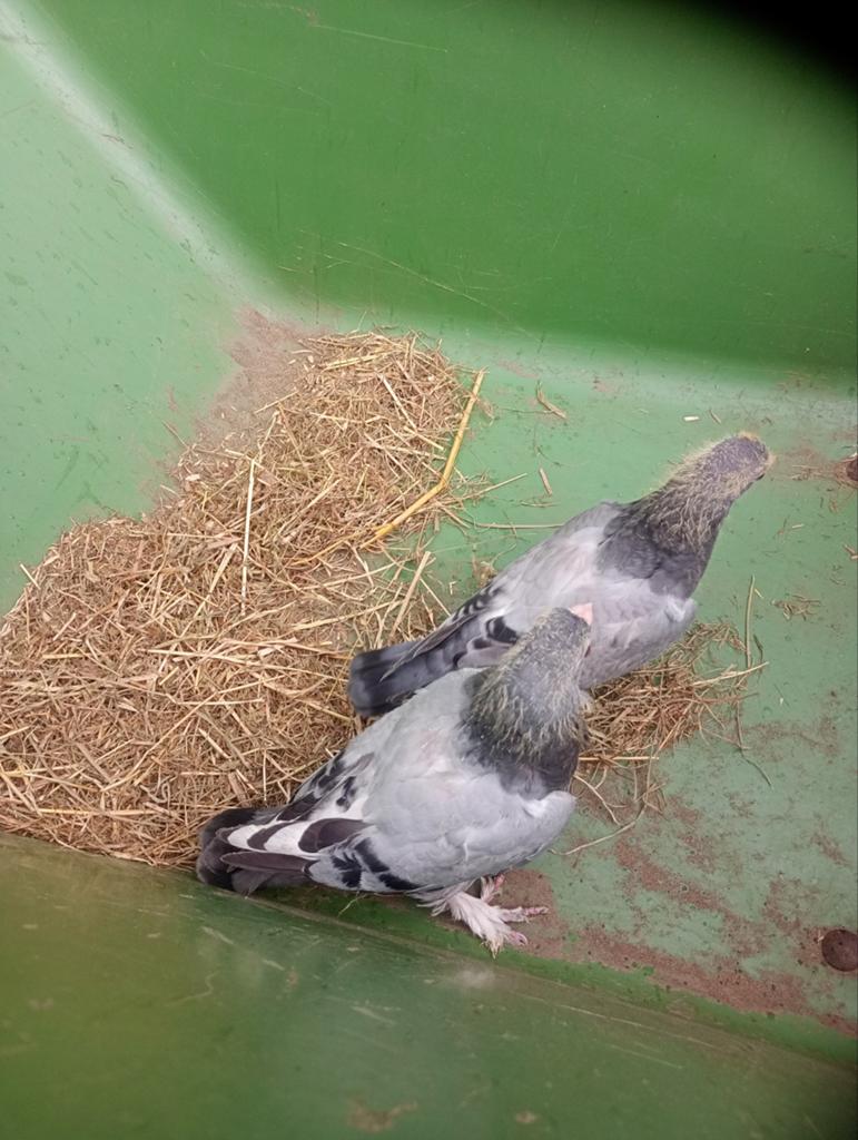 Reisduiven, Dieren en Toebehoren, Vogels | Duiven