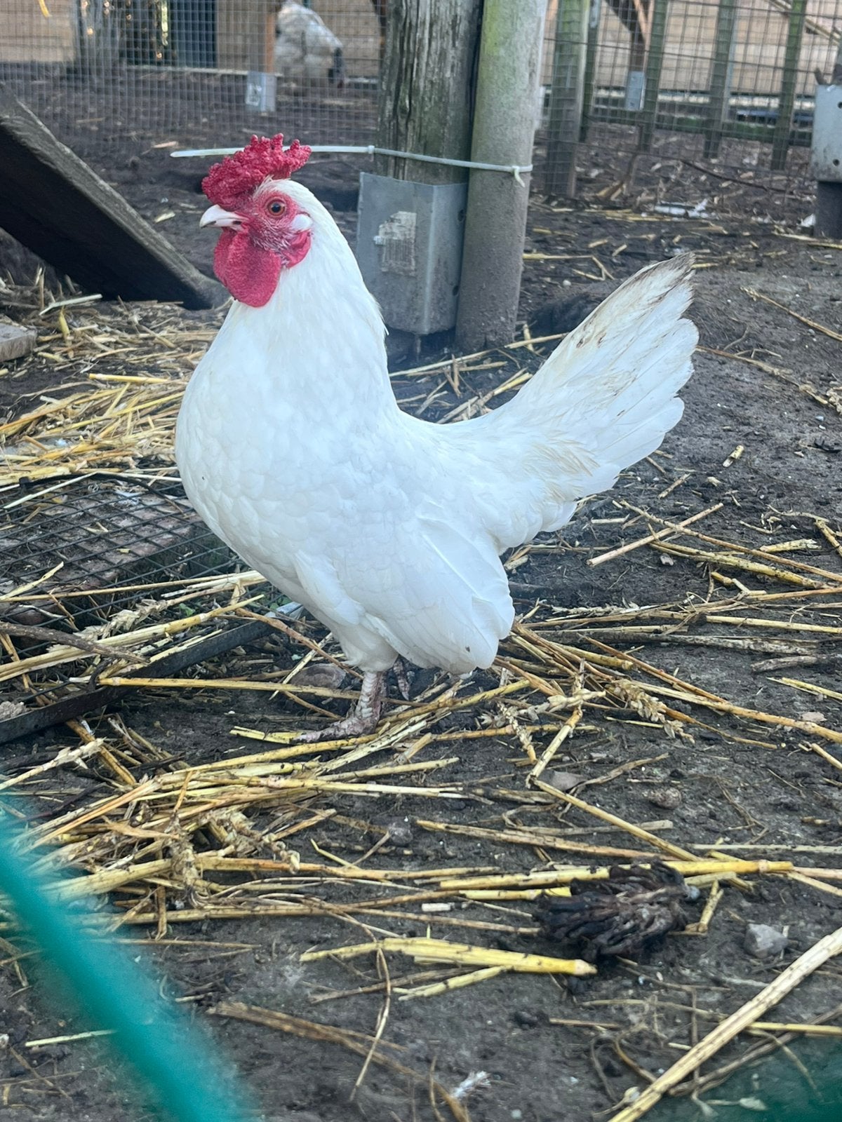 Mooie tamme haantjes zoeken nieuwe thuis, Animaux & Accessoires