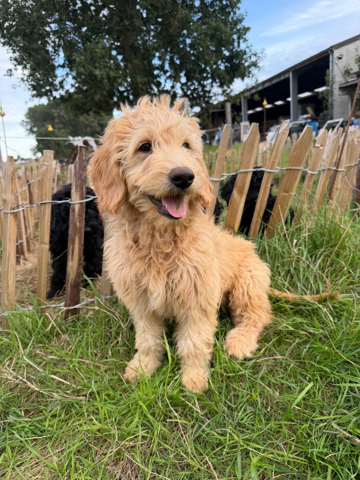 Mooie goldendoodle pups!, Dieren en Toebehoren, Golden retriever, België, 15 weken tot 1 jaar, CDV (hondenziekte)