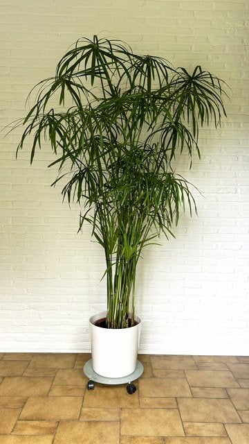 Parapluplant, Cyperus alternifolius, Papyrusplant, Enlèvement