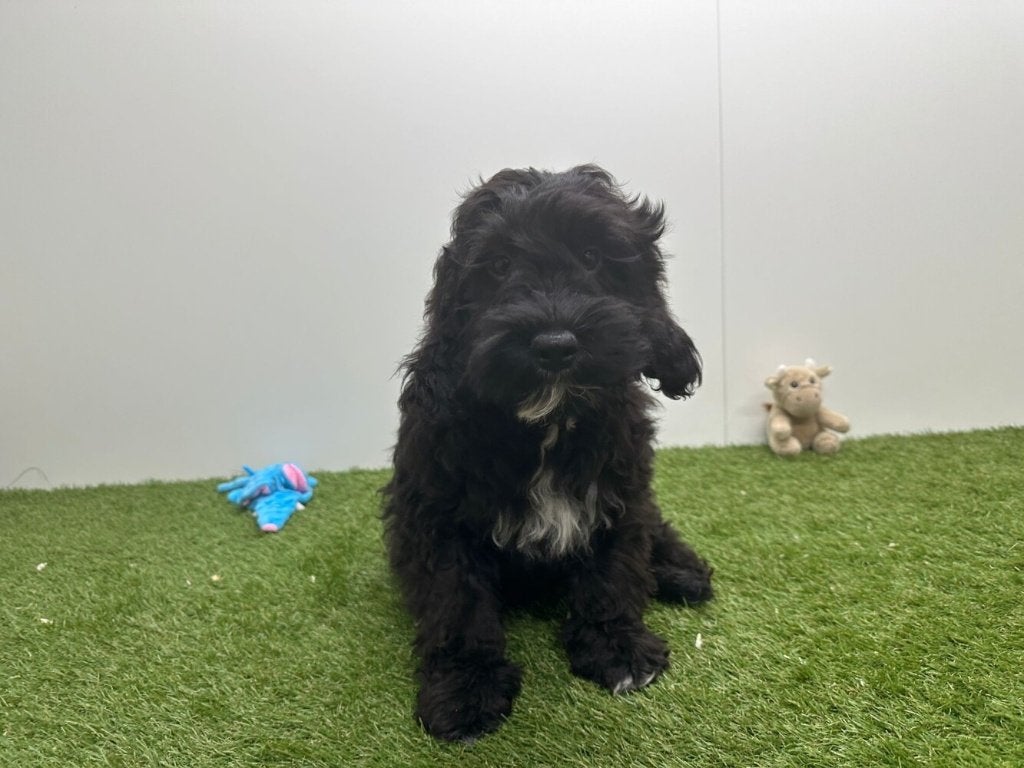 Cockapoo puberpups, België, 15 weken tot 1 jaar, Parvo, Meerdere