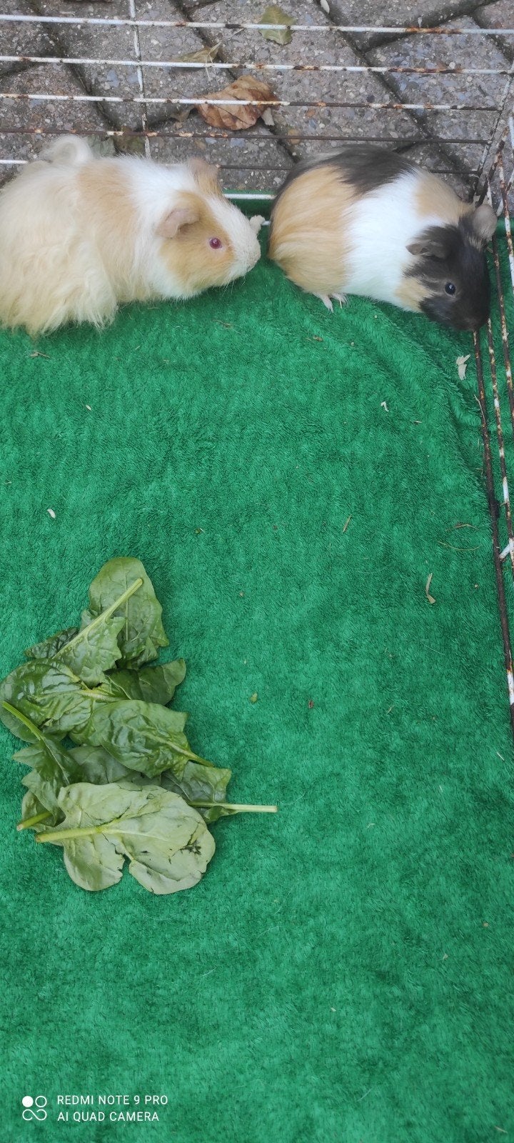 Jonge beertjes!, Dieren en Toebehoren, Knaagdieren, Juli, Mannelijk, Cavia