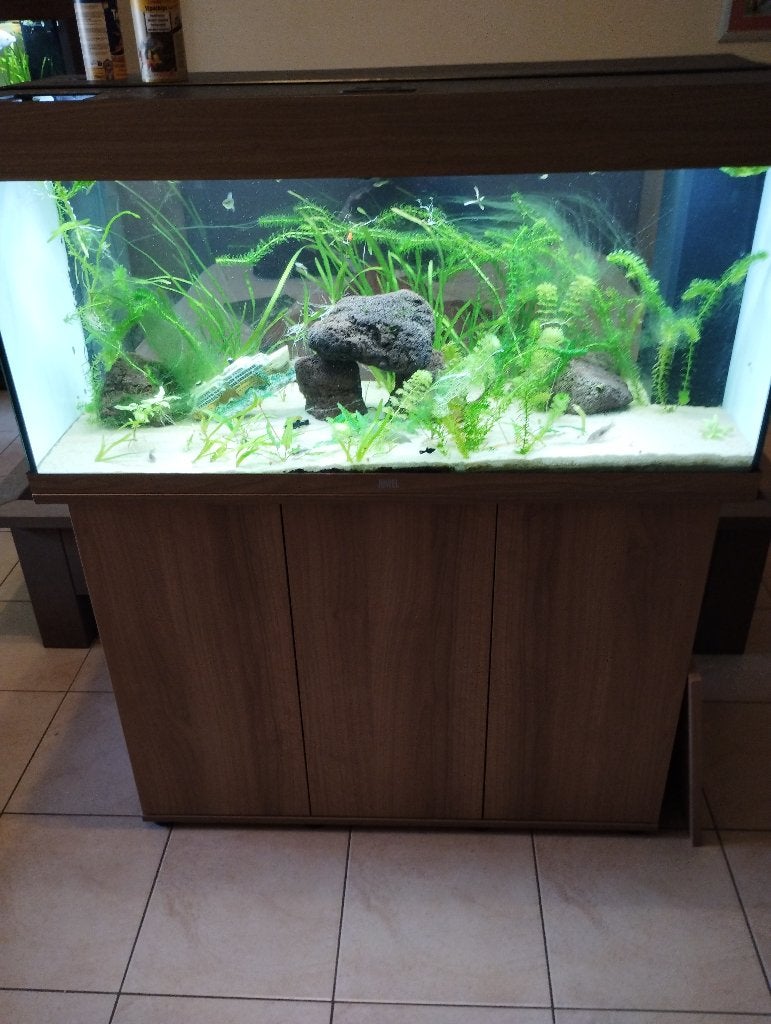 Juwel 180l, Enlèvement, Poissons inclus, Comme neuf, Juwel