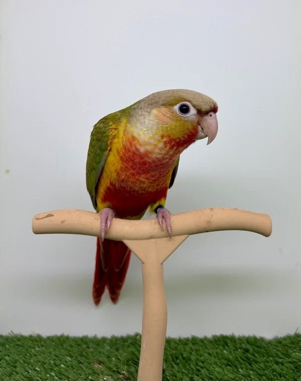 Conure de molinae male EAM/ apprivoisé, Mâle, Perroquet, Domestique