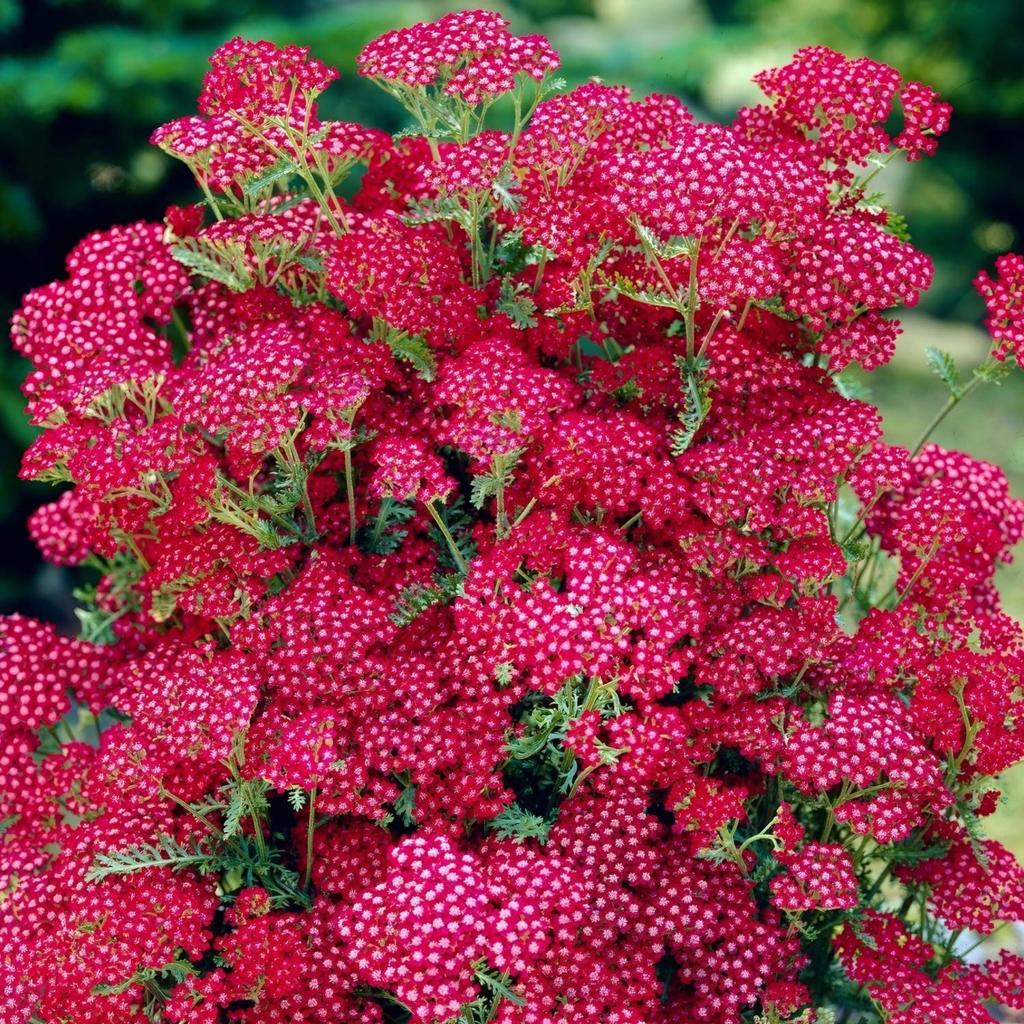 Achillea summer wine, Enlèvement