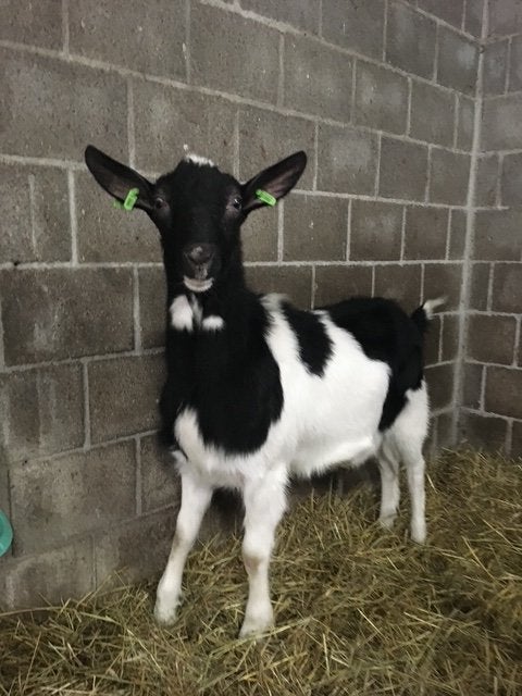 Bonte gecastreerde melkgeiten bok, Dieren en Toebehoren, Schapen, Geiten en Varkens, Geit, Mannelijk