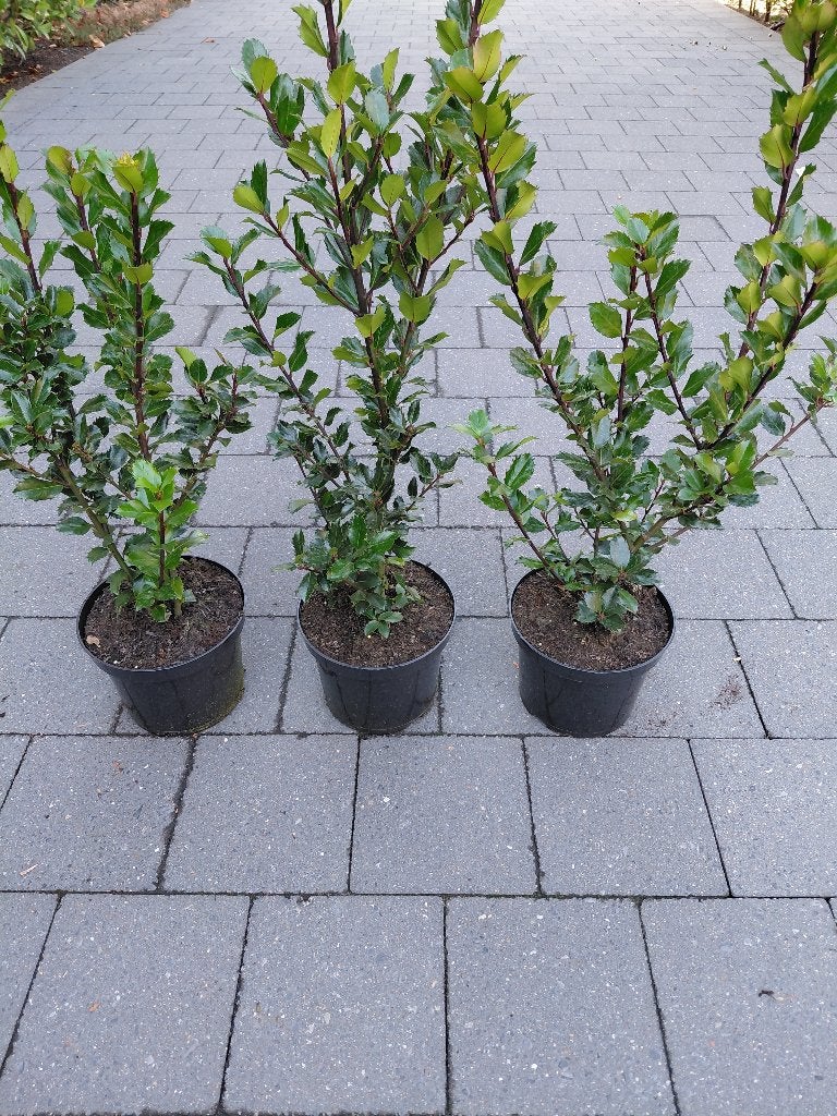 Ilex Blue Prince, Jardin & Terrasse, Plantes | Arbustes & Haies, Enlèvement, Houx