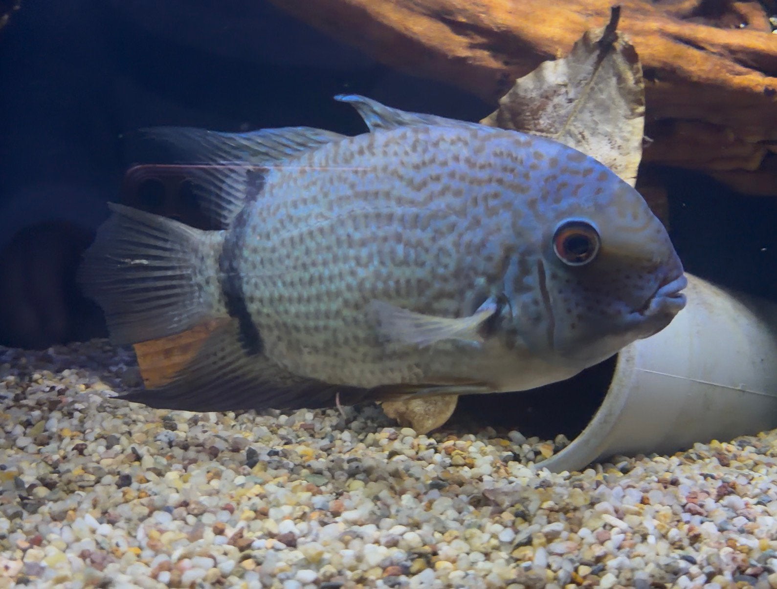 Heros Severum CICHLIDE Turquoise +-20CM, Vis, Zoetwatervis