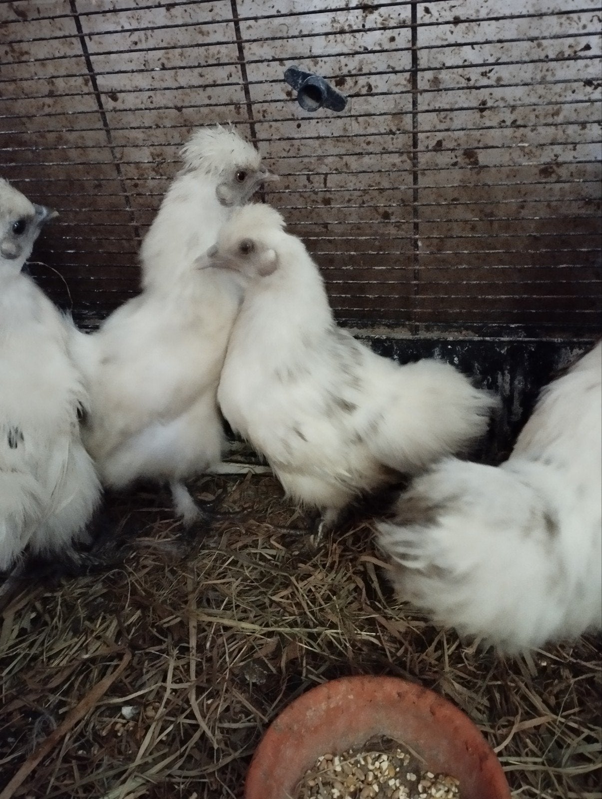 kippen, Dieren en Toebehoren