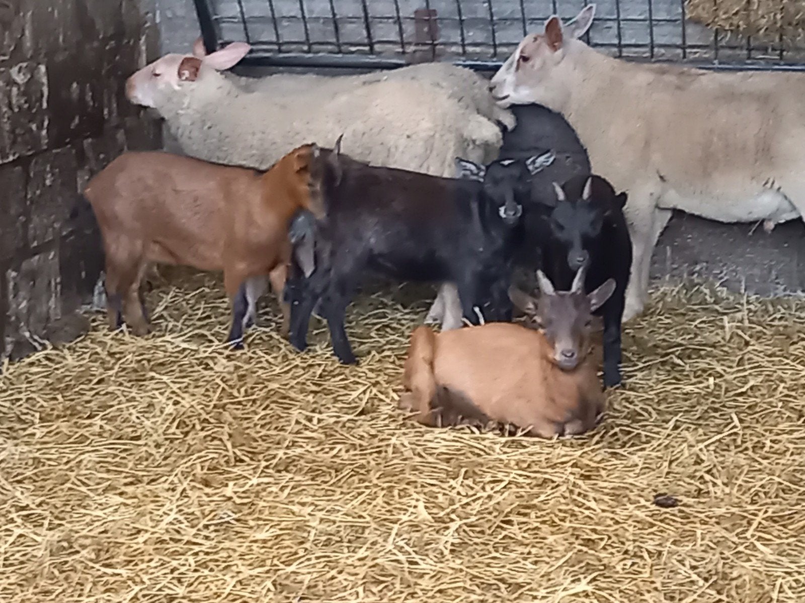 4 dwerggeitjes, Dieren en Toebehoren