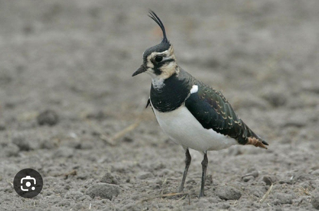 europese kievit, Plusieurs animaux, Bagué