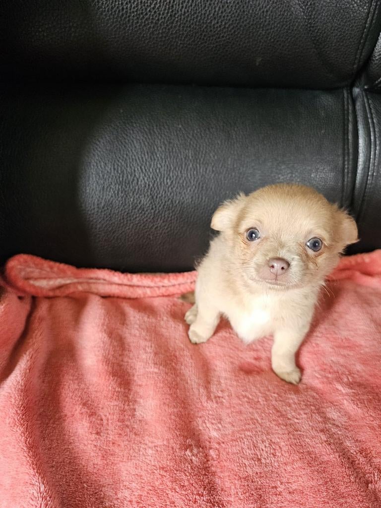 Langharig chihuahua teefje, Chienne, Belgique, 8 à 15 semaines, Éleveur | Loisir