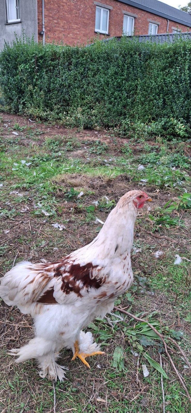 jonge brahma hanen te koop, Dieren en Toebehoren, Mannelijk, Kip
