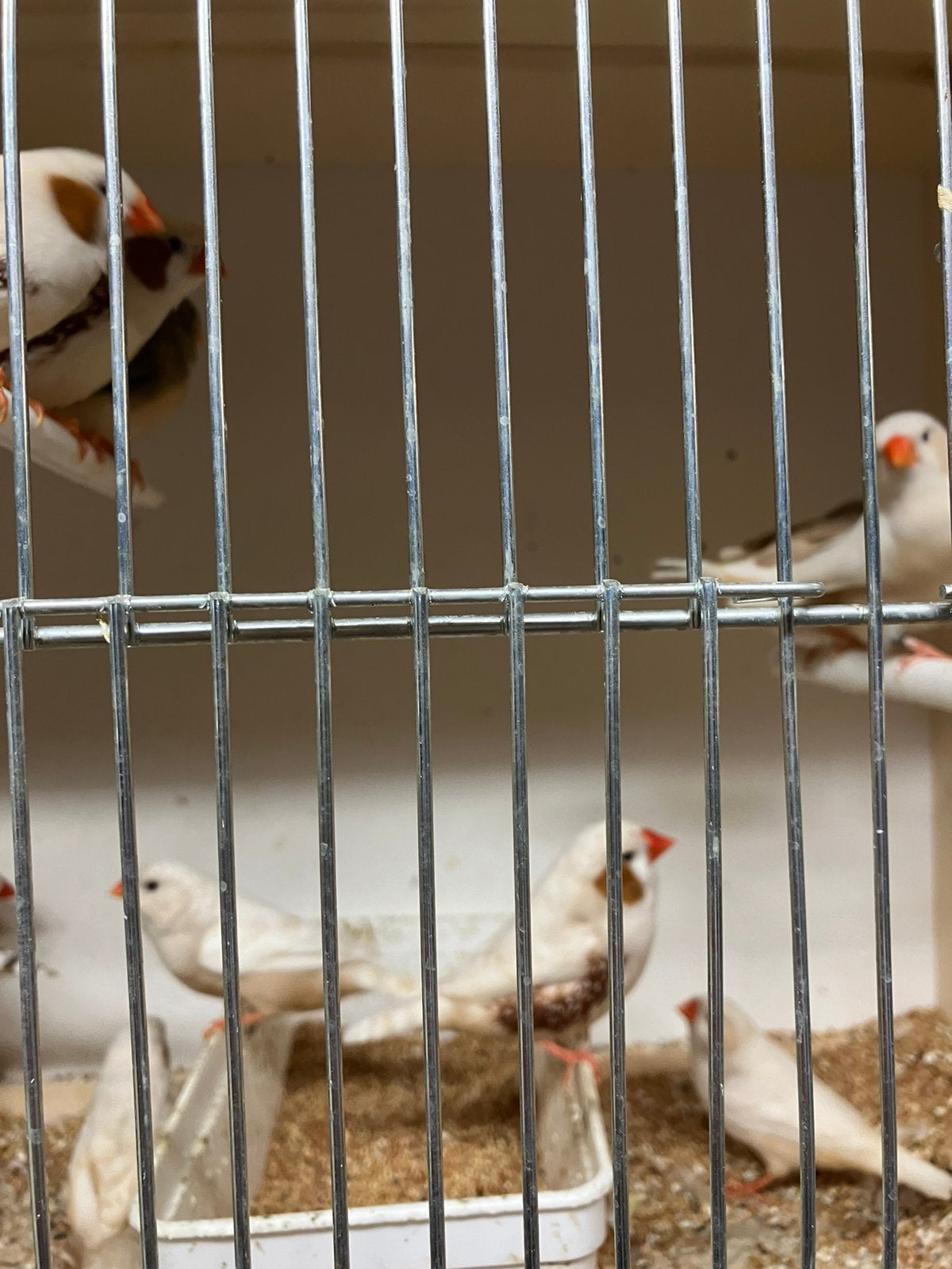 KWEEKRIJPE -  WINTERHARDE:  DIAMANTDUIFJES- ZEBRAVINKEN, Meerdere dieren, Tropenvogel