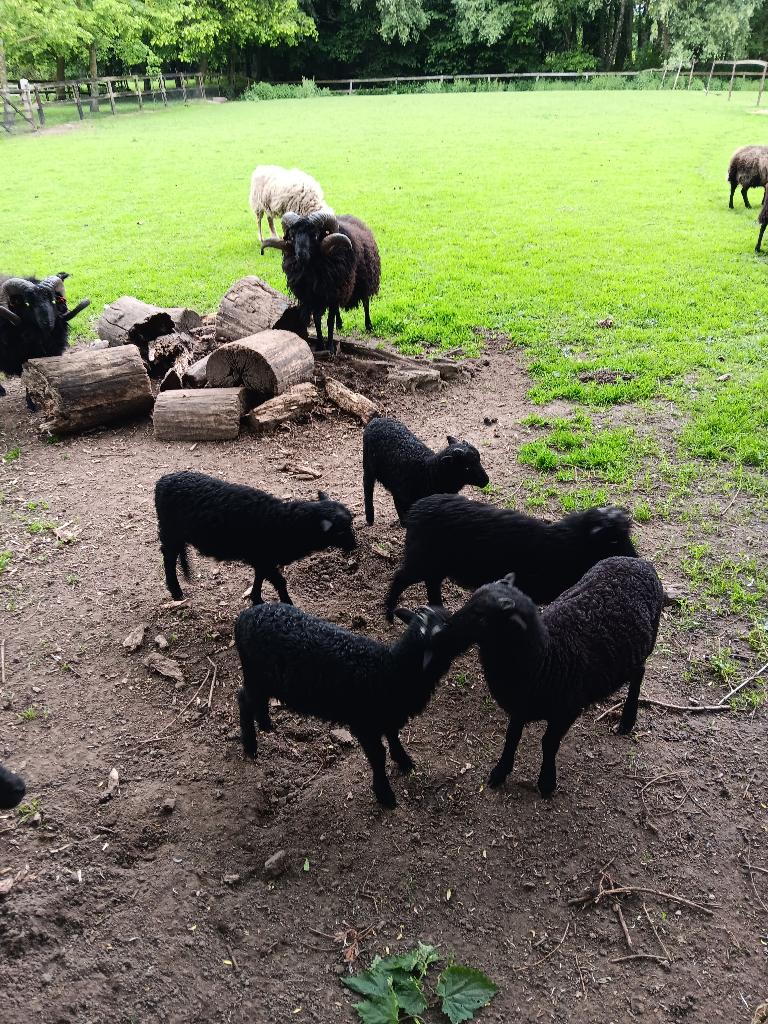 Schattige lammetjes Quessant, Dieren en Toebehoren, Meerdere dieren, Schaap, 0 tot 2 jaar