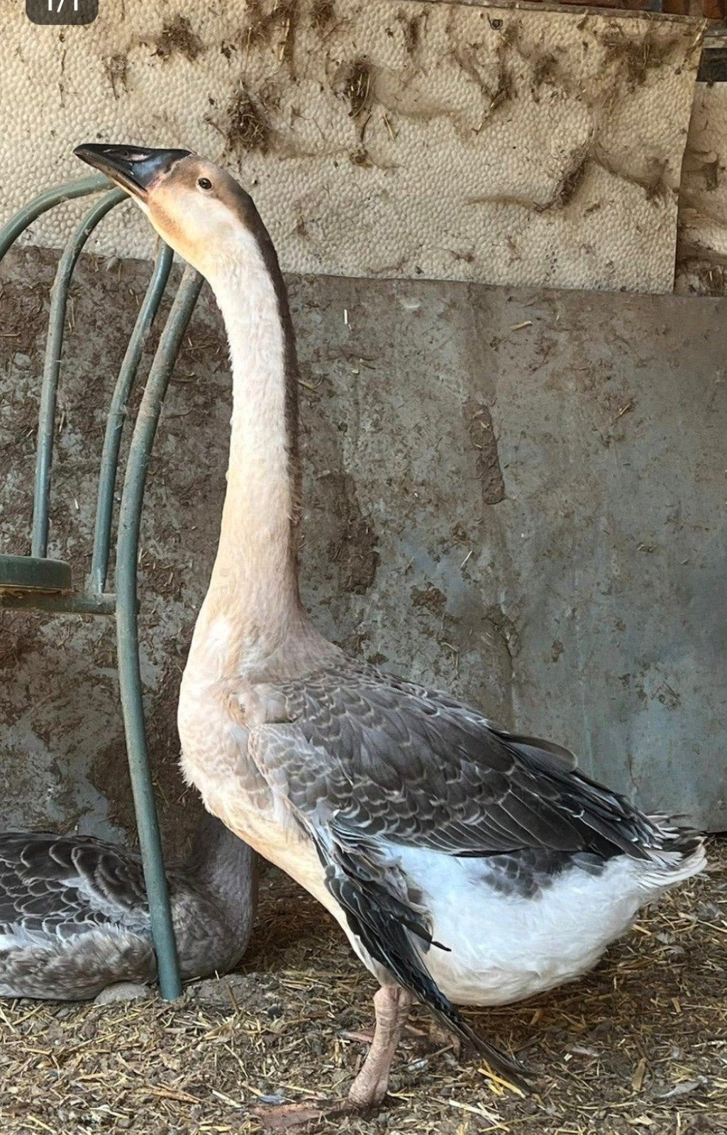 Knobbelgans ( Chinese X Afrikaans), Mannelijk, Gans of Zwaan