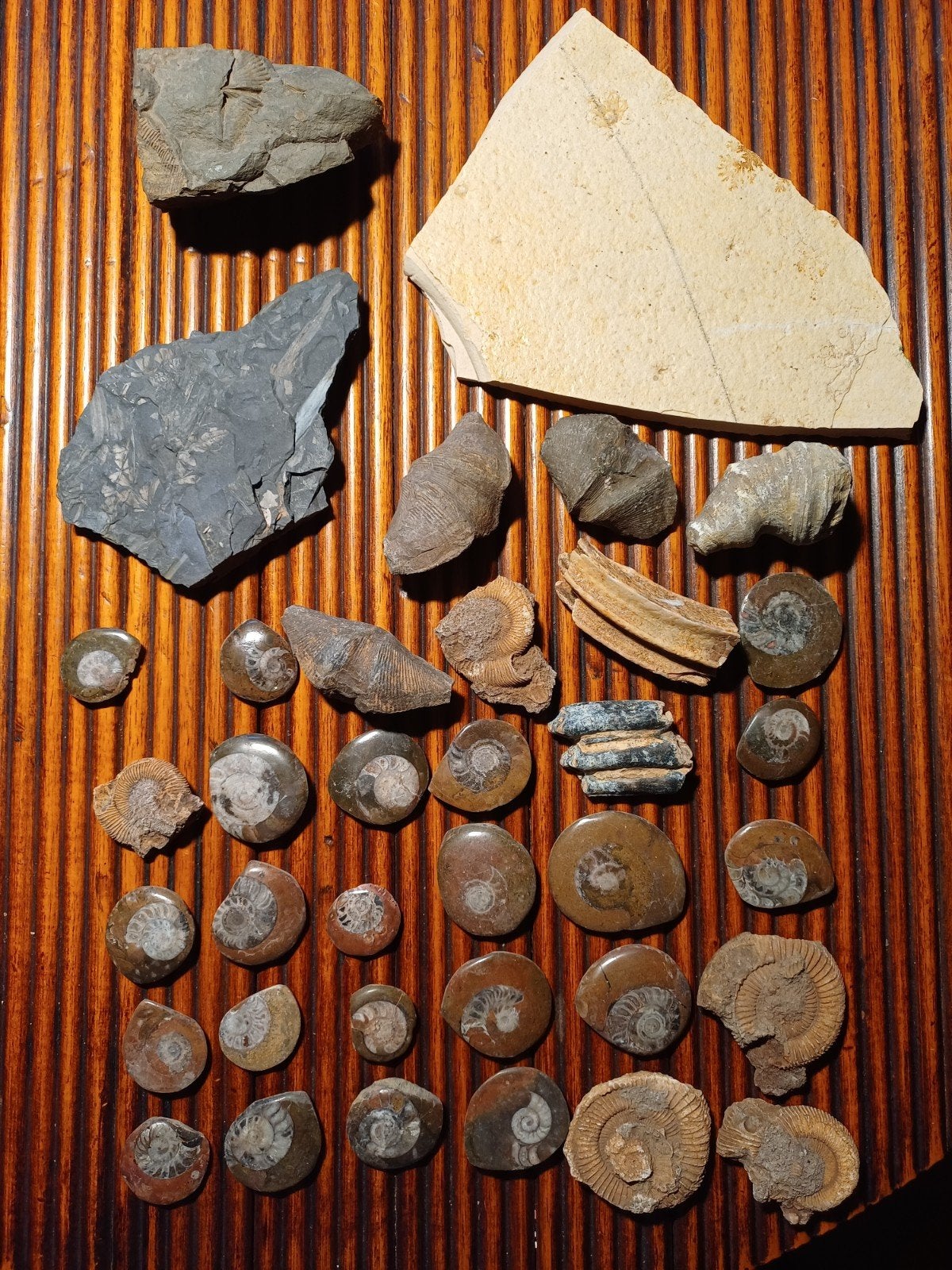 Lot de fossiles bon marché, Collections, Enlèvement ou Envoi, Fossile