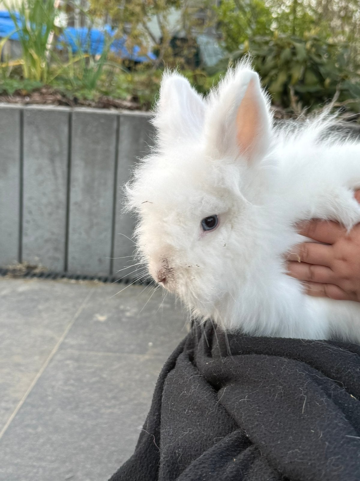 Adorables petits lapins nains, Animaux & Accessoires, Lapins, Nain, Plusieurs animaux, 0 à 2 ans
